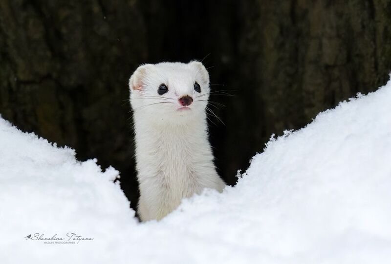 звери, ласка Ласка фото превью