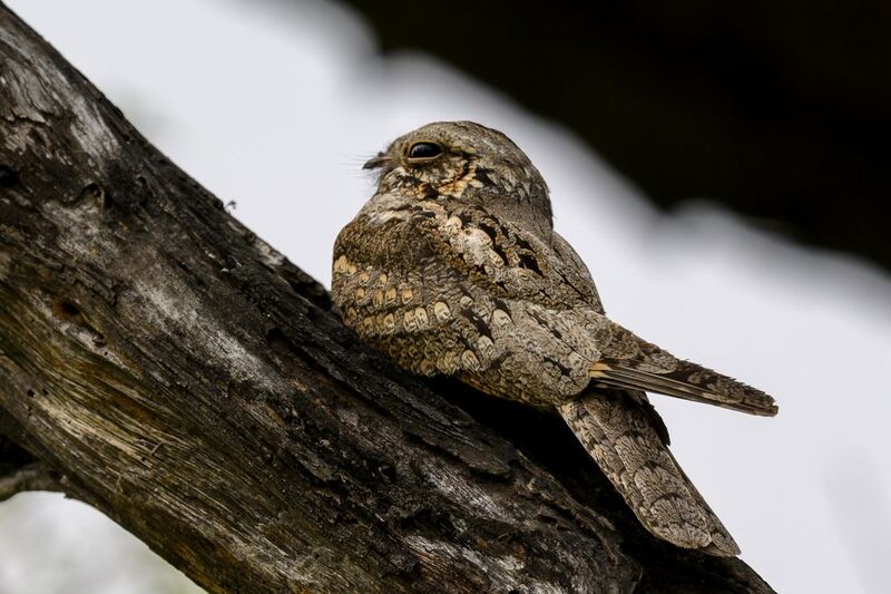 Козодой фото превью