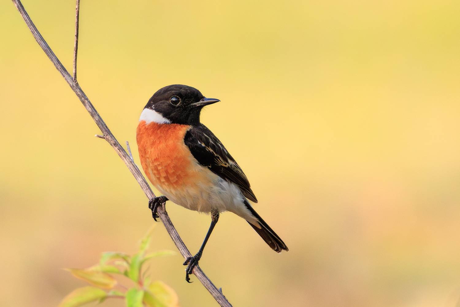 черноголовый чекан, птицы, фотоохота, Николай Попов