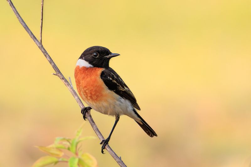 Сибирский черноголовый чекан фото превью