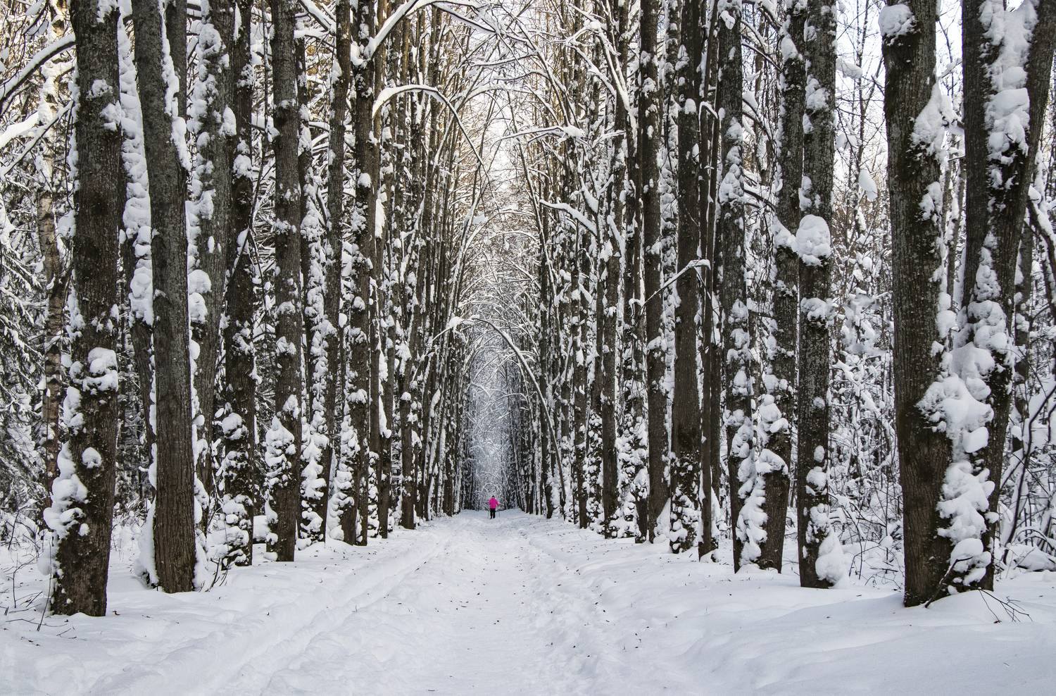 Дендропарк Киров. деревья аллея зима, галина новинская