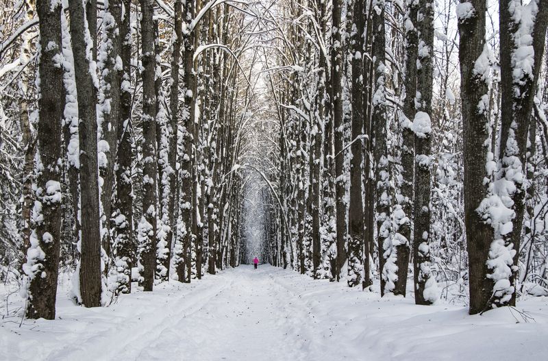 Дендропарк Киров. деревья аллея зима Аллея фото превью