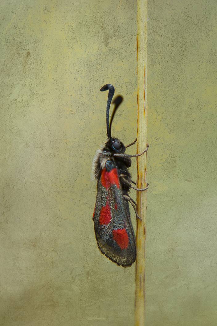 nature, close-up, outdoor, lepidoptera, insect, arthropod, summertime, fusion, painted, Andr&eacute;s Emilio