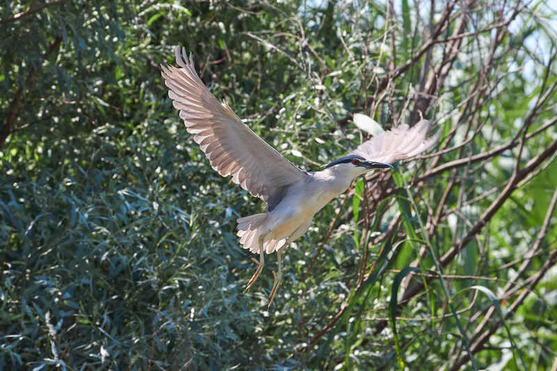 кваква, птицы,  Кваква фото превью