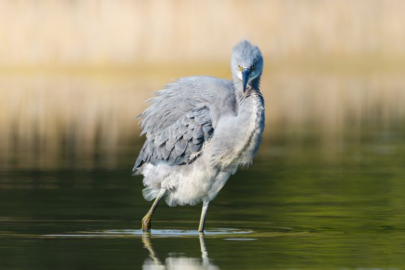 птица, фотоохота, цапля, природа, фауна Рифовая цапля фото превью