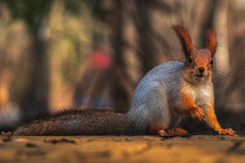 парк, животные, белка Улыбочку, снимаю! фото превью