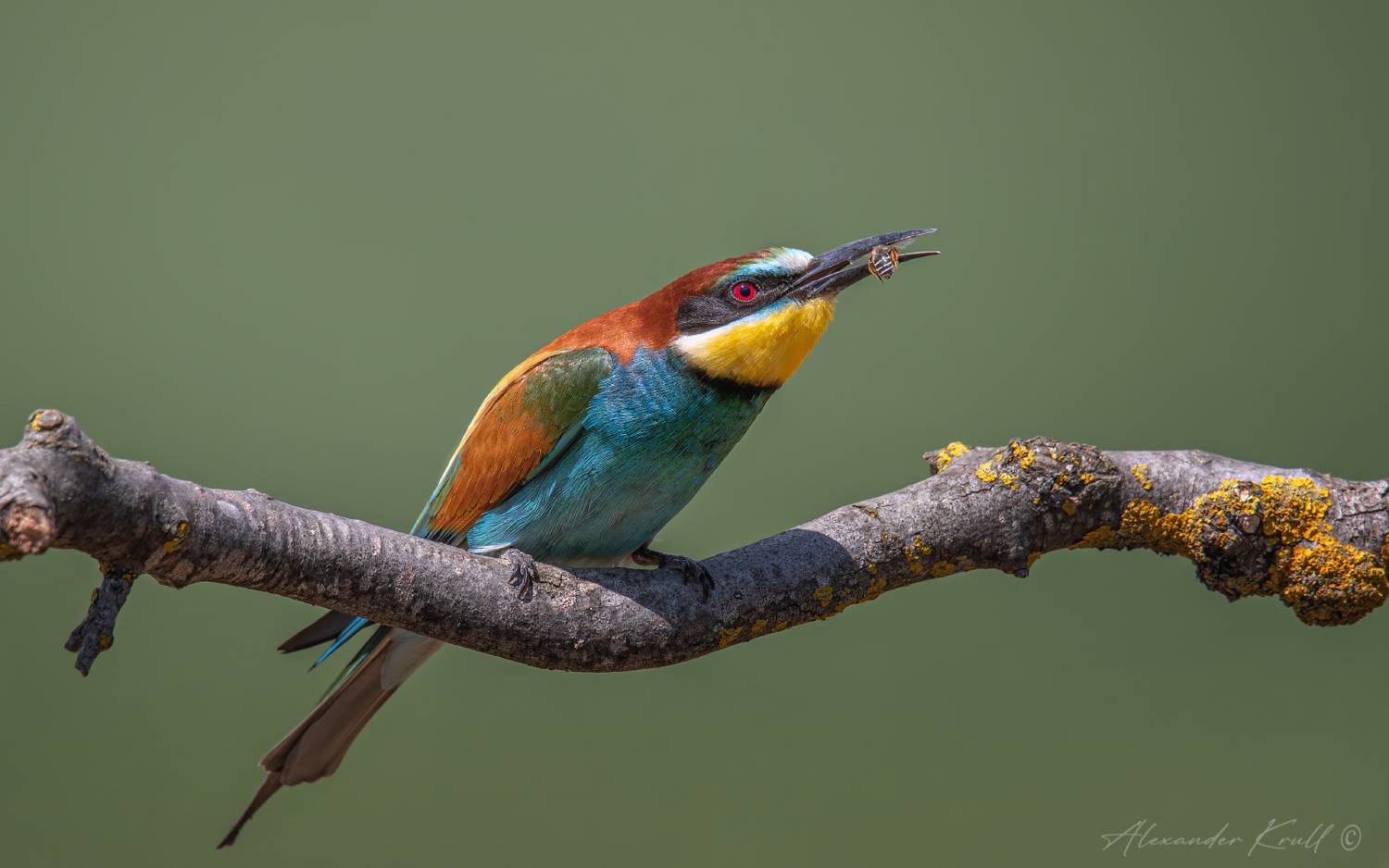 щурка, золотистая щурка, пчелоедка, merop apiaster, Круль Александр