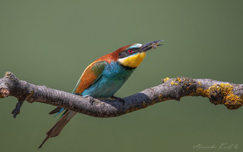 щурка, золотистая щурка, пчелоедка, merop apiaster Пчела на перекус фото превью