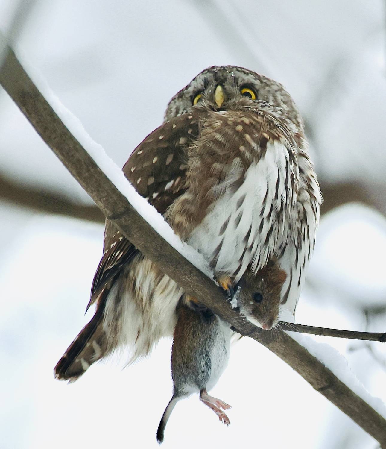 , Голубков Леонид