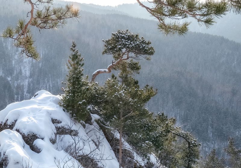 столбы, ермак, восточный вход, сосна, скала ,склон, сибирь, тайга Над тайгой фото превью