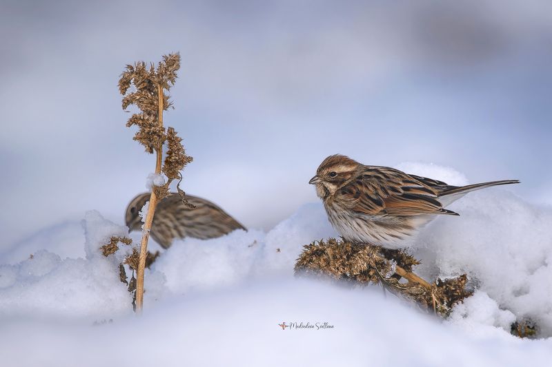 зима, фотоохота, овсянка, тростниковая овсянка, птица Почти воробей. фото превью