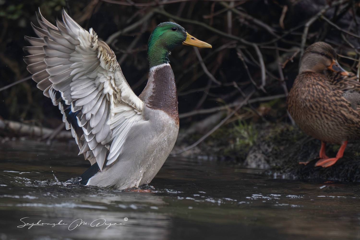 Birds, Nature, Wildlife, Dejan Sajkovski