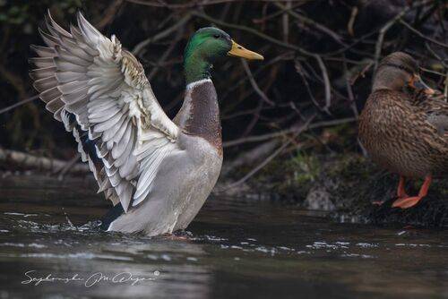 Nature | Wildlife Photography | Adventure