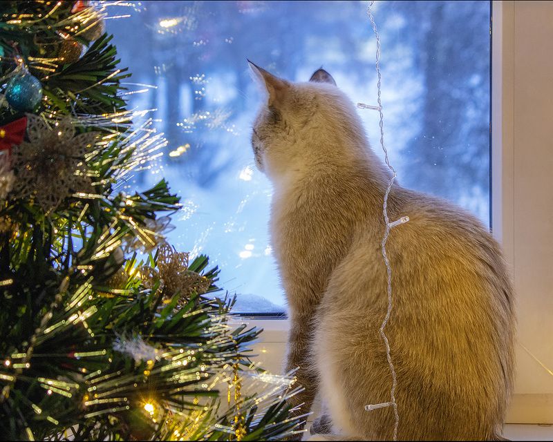 кошки, питомцы, зима за окном, фото животных Питомцы любуются зимой и птичками фото превью
