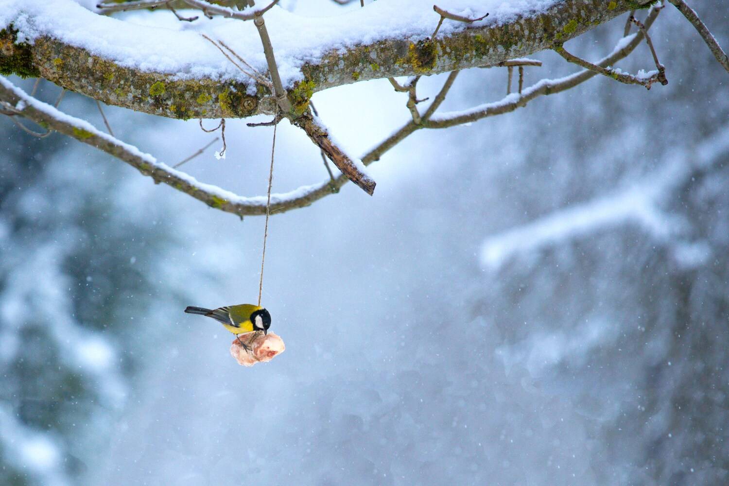 птичка, синичка, Сергей Белокуров