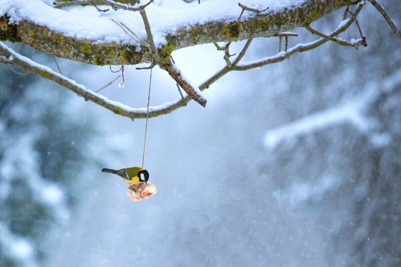 птичка, синичка Синичка фото превью