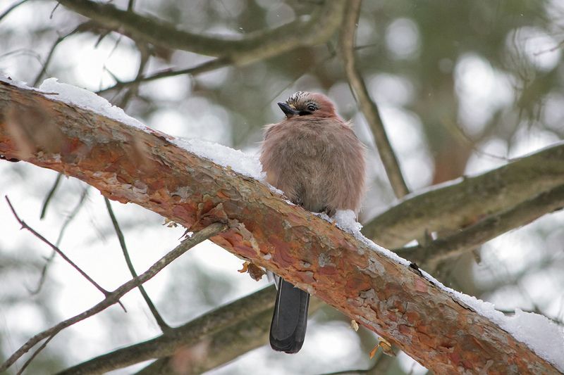 Сойка (Garrulus glandarius) фото превью
