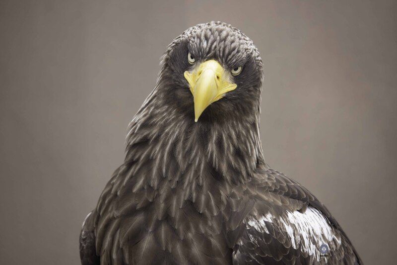 Steller\\\'s sea eagle фото превью