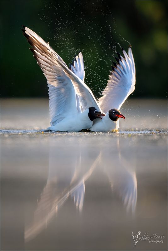 Разборки фото превью