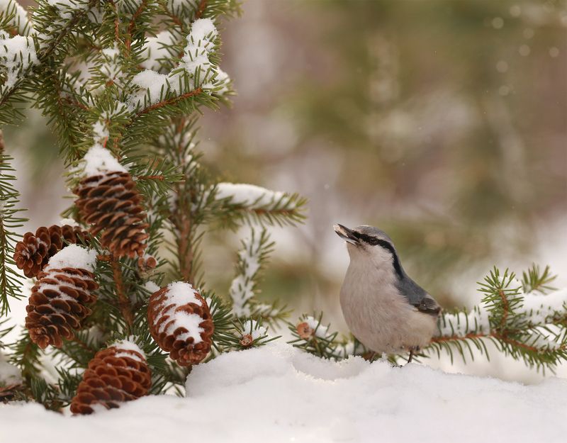 нерюнгри, поползень, якутия, птицы, женялевина, евгениялевина, птицыякутии, птицылевиной Поползень фото превью