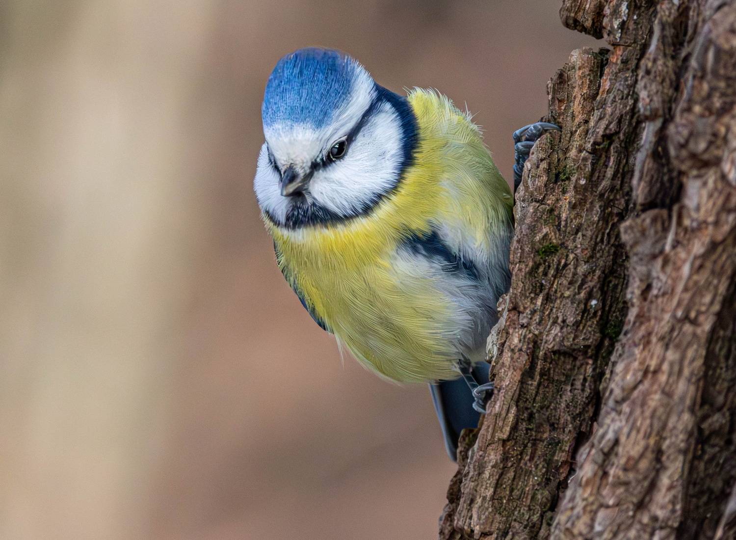 , Волынский Виктор