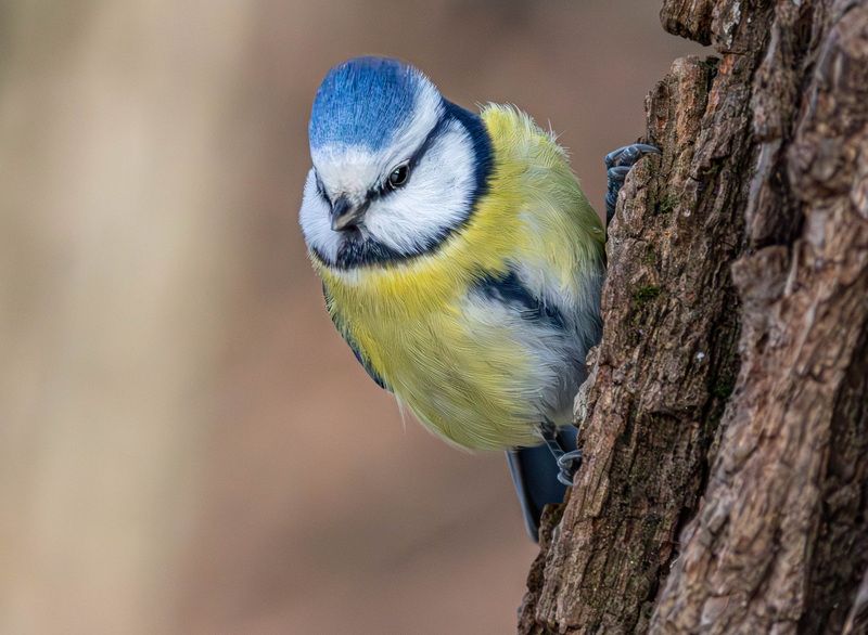 Лазоревка фото превью