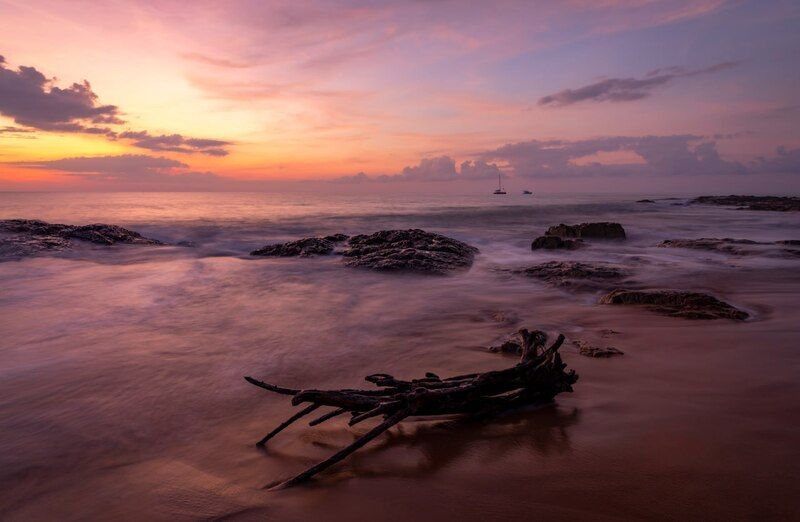 коряга фото превью