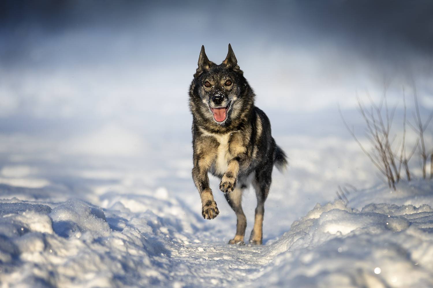 , Ирина Шестакова