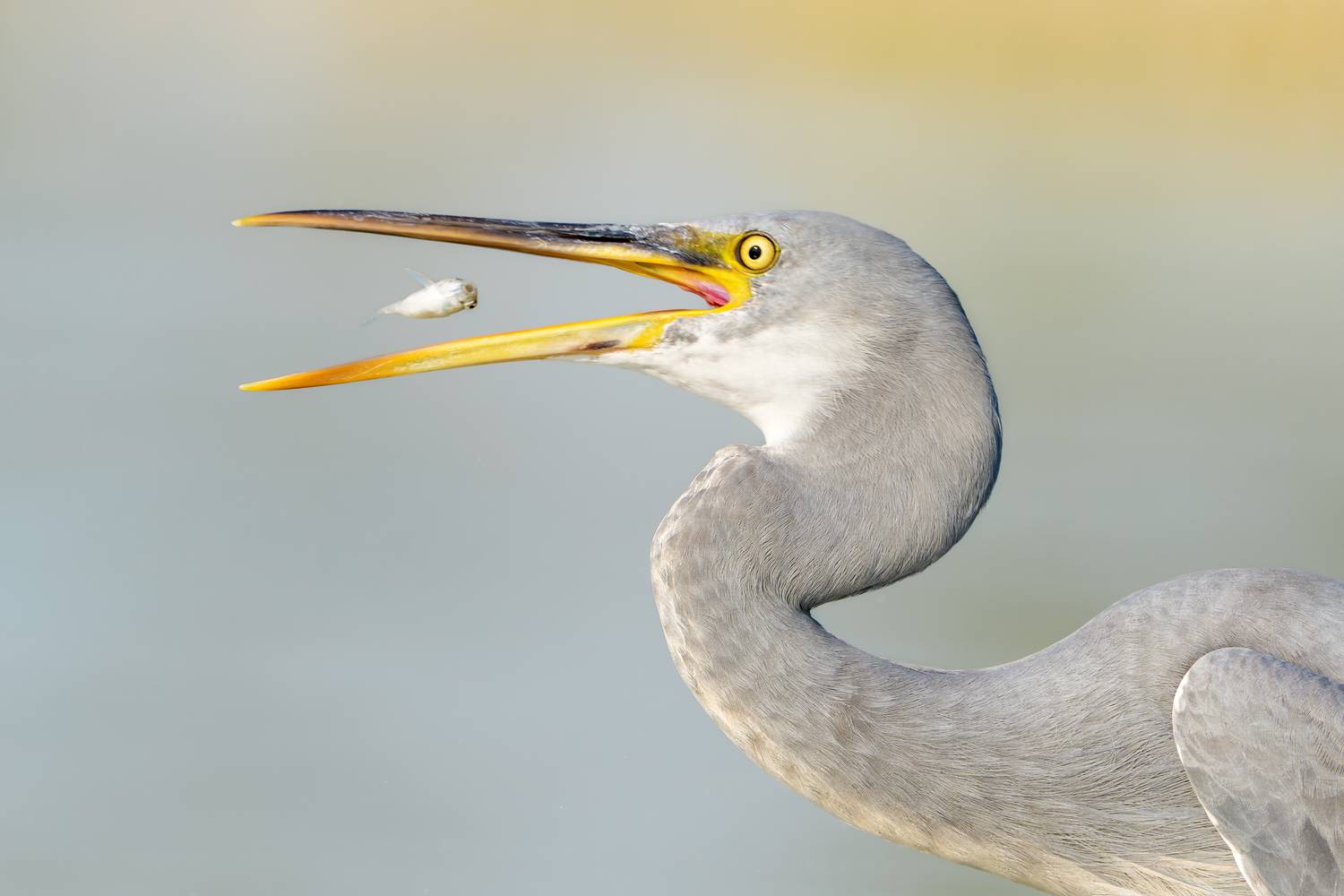 птица, фотоохота, цапля, природа, фауна, Vladimir Kulikov