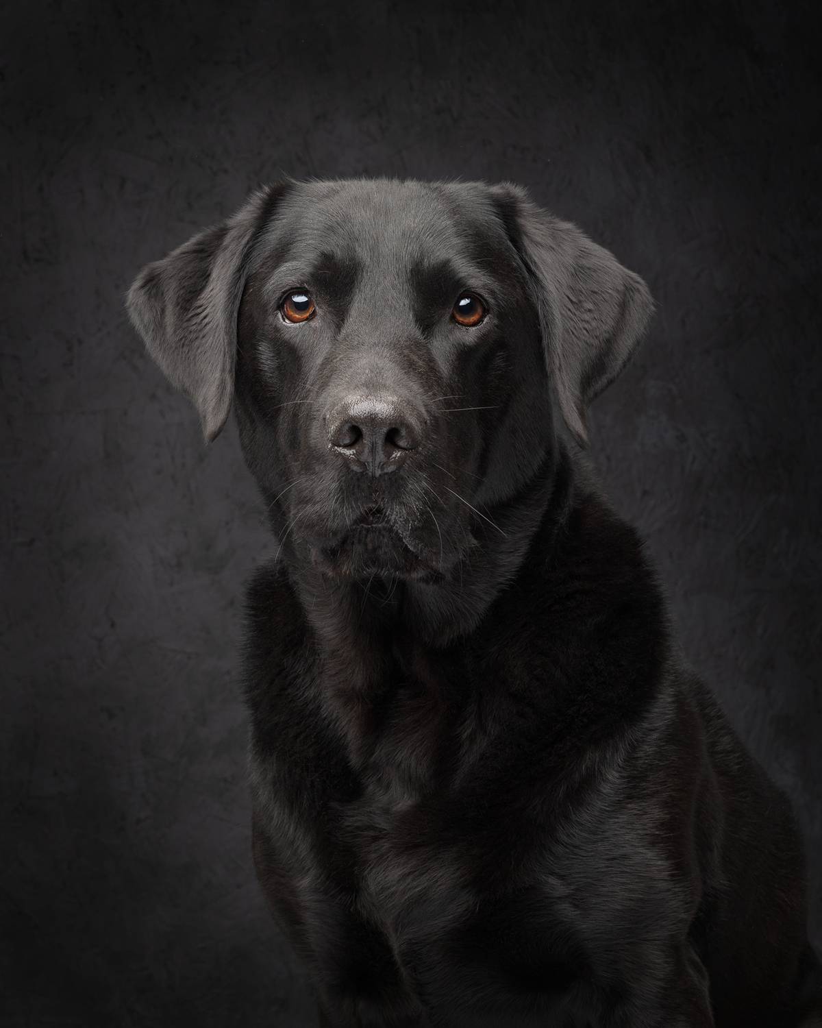 #blacklabrador #labrador #dog, Carolyn Bray