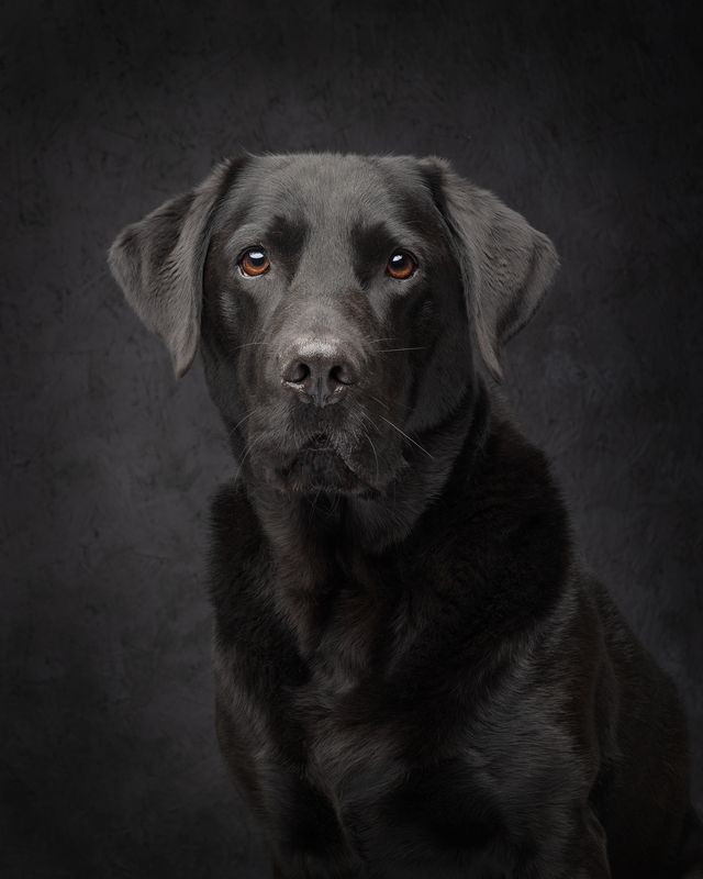 #blacklabrador #labrador #dog Milo фото превью