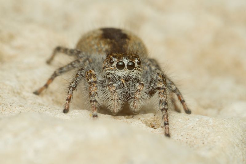 Скакун боярышниковый (Philaeus chrysops) или филеус златоглазый. фото превью