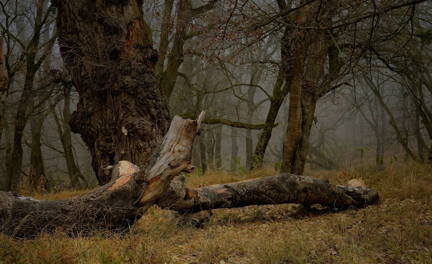 зима туман лес утро, Александр Жарников