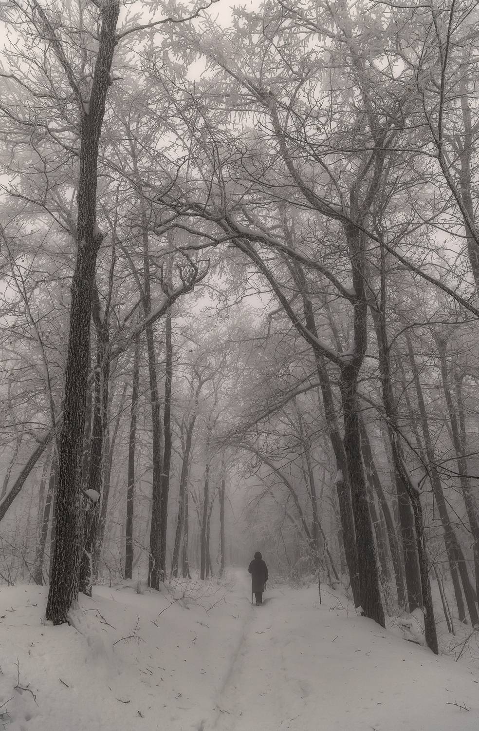 туман, лес, природа, кумысная поляна, Подосинников Максим