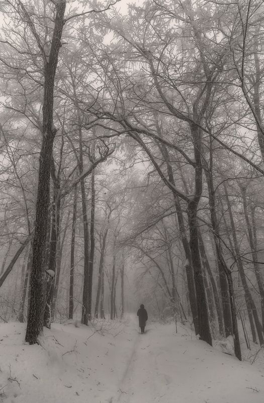 туман, лес, природа, кумысная поляна В туманном лесу.. фото превью