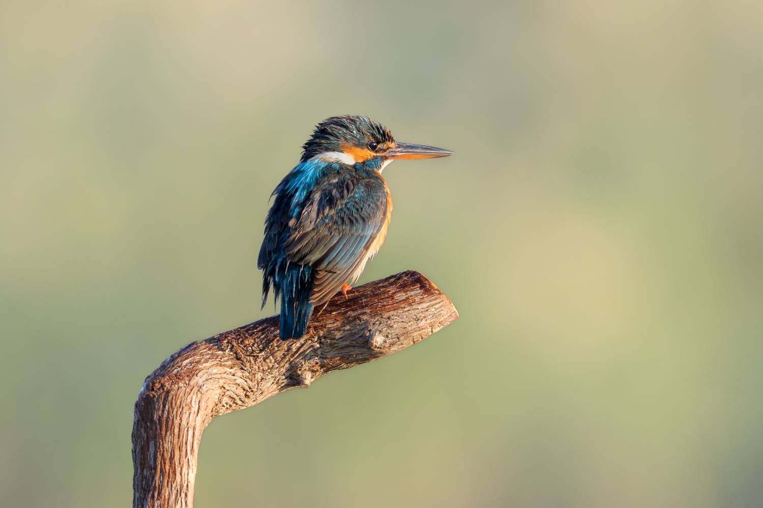 птица, фотоохота, зимородок, природа, фауна, Vladimir Kulikov