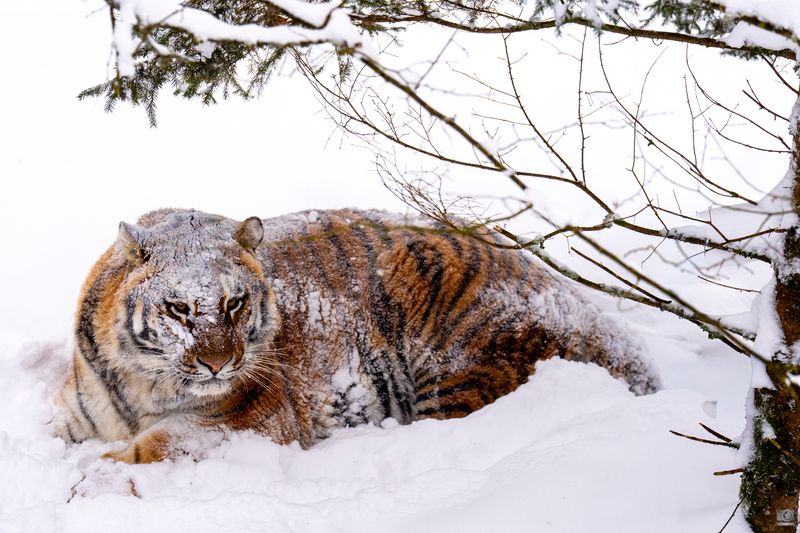 тигр Амур фото превью