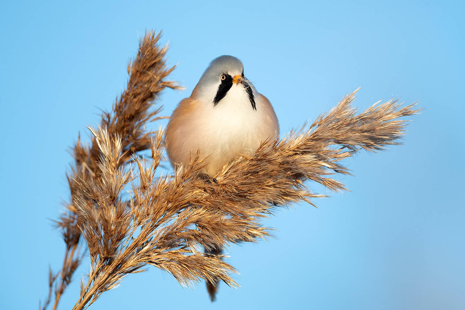 , Абросимов Александр