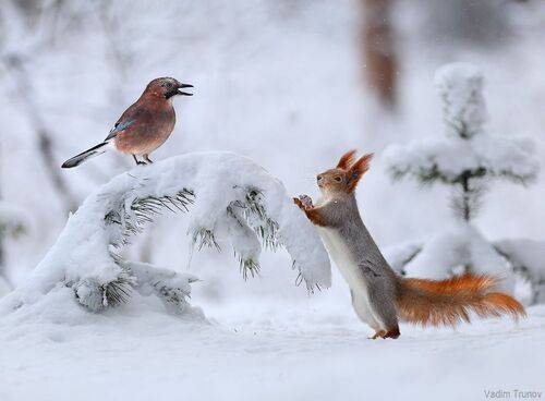 Воры - вели переговоры