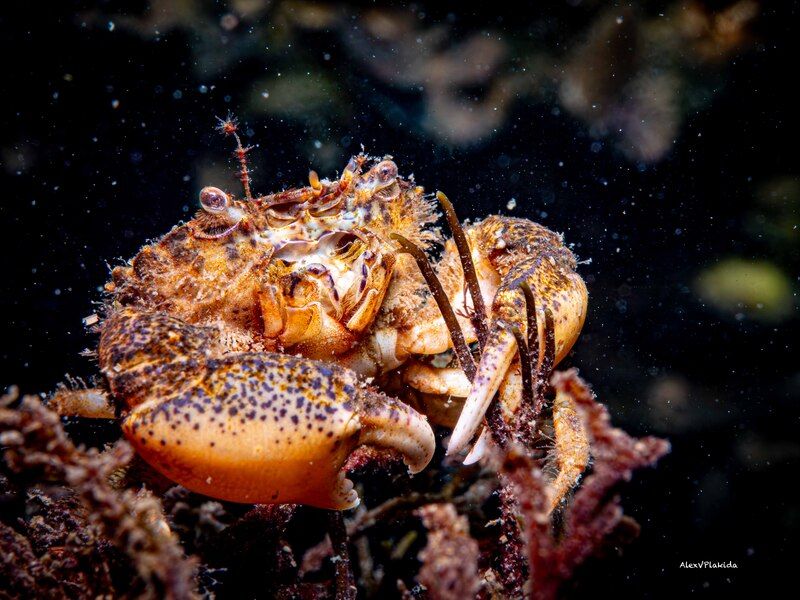 Let it snow, let it snow, let it snow (c) фото превью