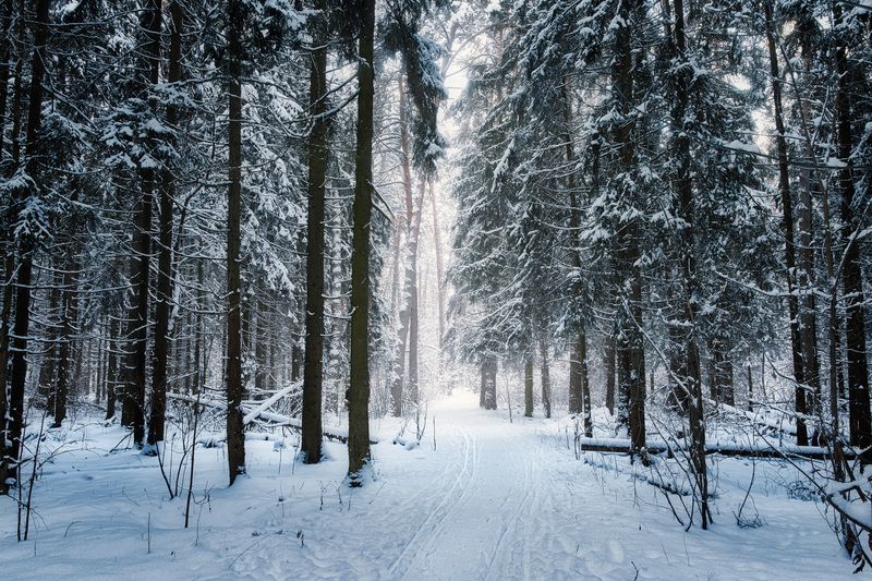 лес, деревья, снег, свет В заснеженном лесу фото превью