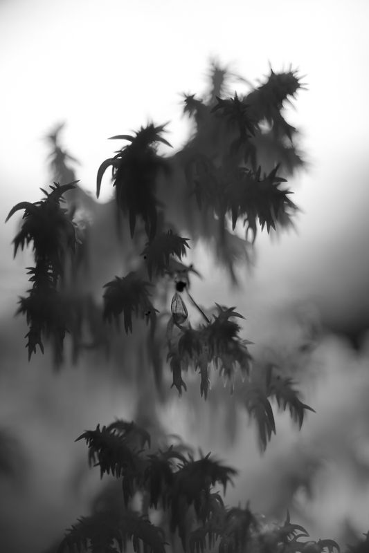 ежовик коралловидный Жуткий лес фото превью