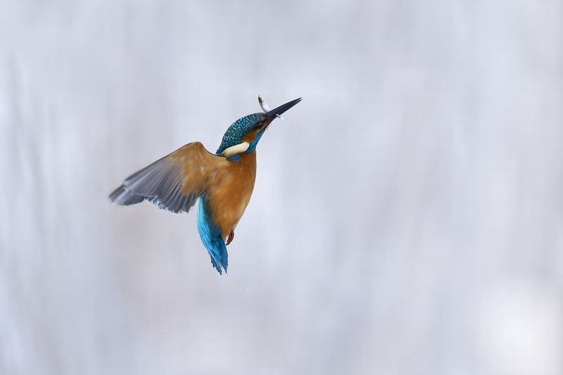 птицы; зимородок; зима; рыба Удачная рыбалка фото превью