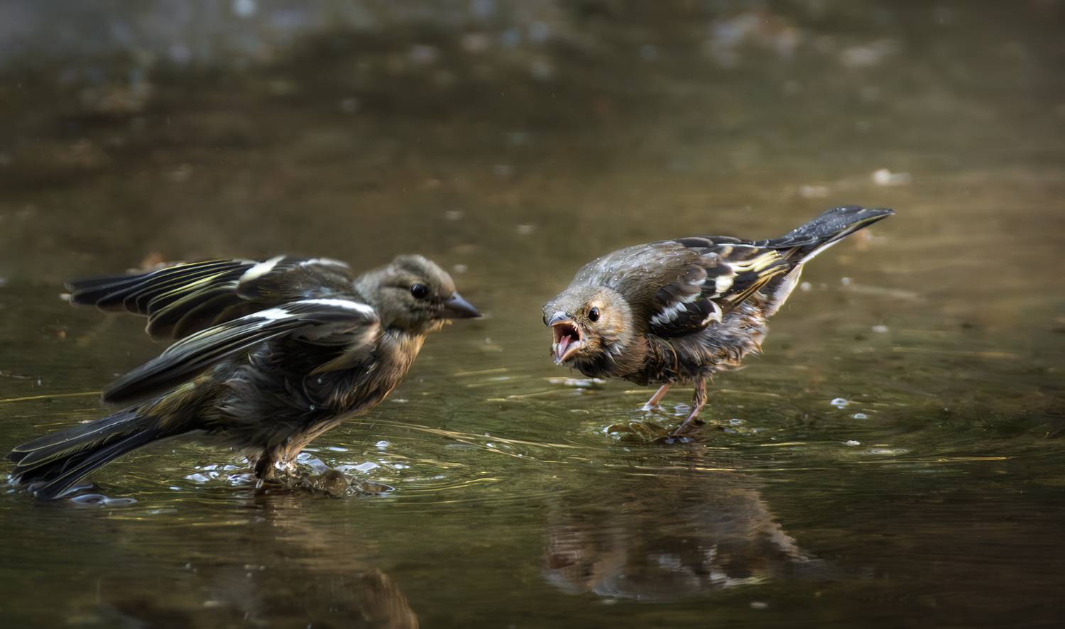 wildlife, birdwatching, nature, bird photography, птица, фотоохота, природа, зяблик , Полина Шальнева