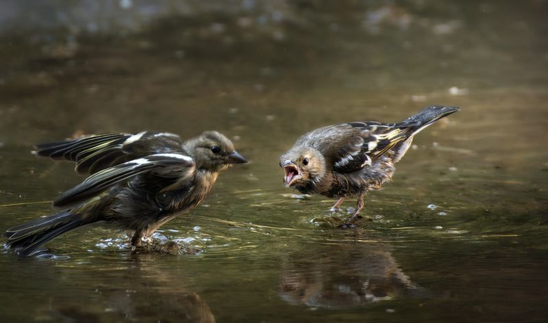 wildlife, birdwatching, nature, bird photography, птица, фотоохота, природа, зяблик  Кыш!  фото превью