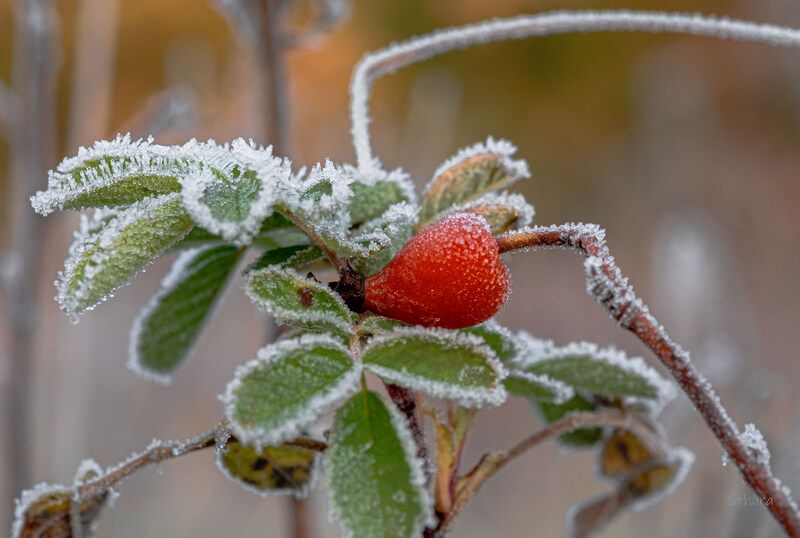 осень заморозки иней растение шиповник Шиповник. фото превью