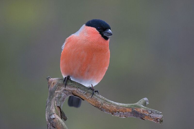 снегирь,самец,бор,зима Снегирёк фото превью