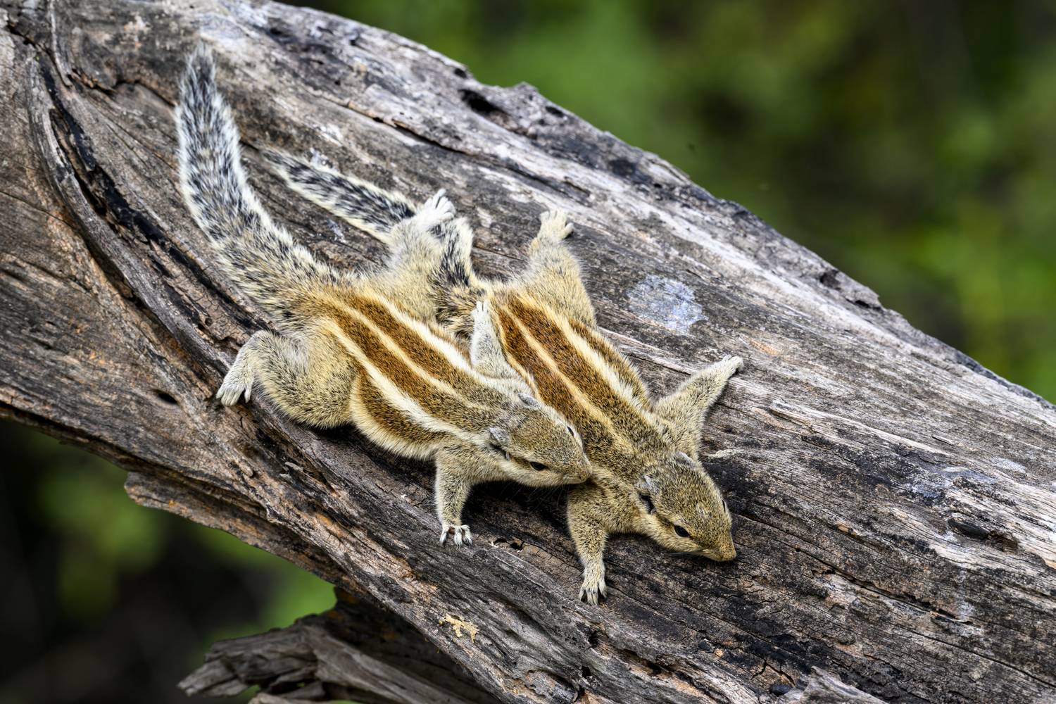 , Пупонин Сергей