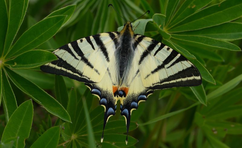 парусник подалирий, iphiclides podalirius, парусники, papilionidae, бабочка Зебра фото превью