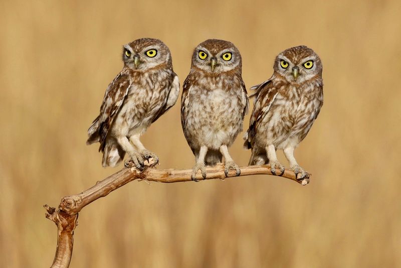 Little owls  фото превью